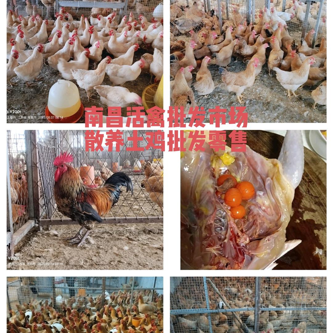 南昌土鸡～王(万科海上明月)