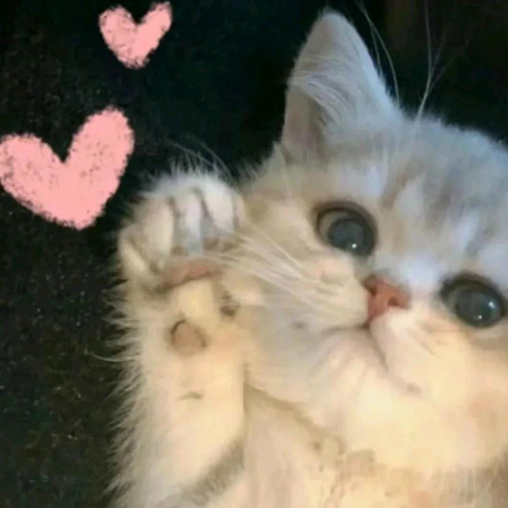 小y猫meme