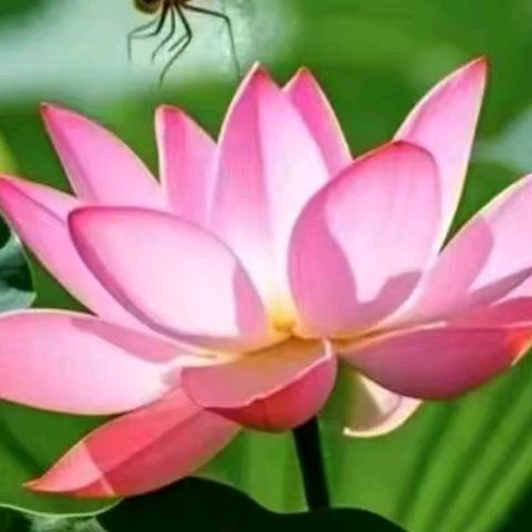 吉祥如意🪷