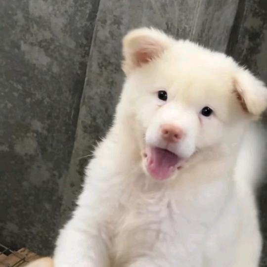 ꧁꫞ ꧂小💞宋꫞