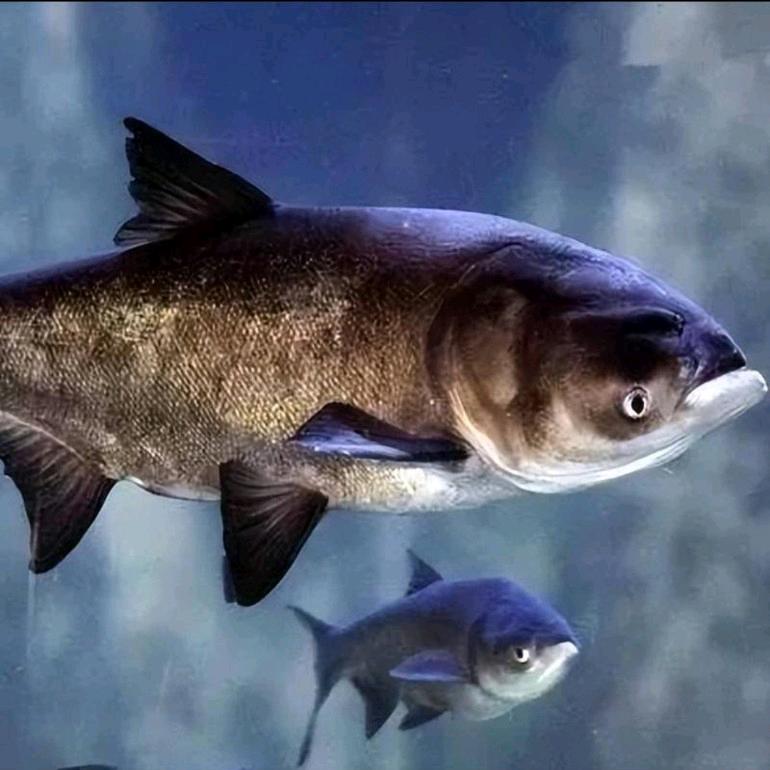 淡水鱼零售，批发(灯具加工厂）