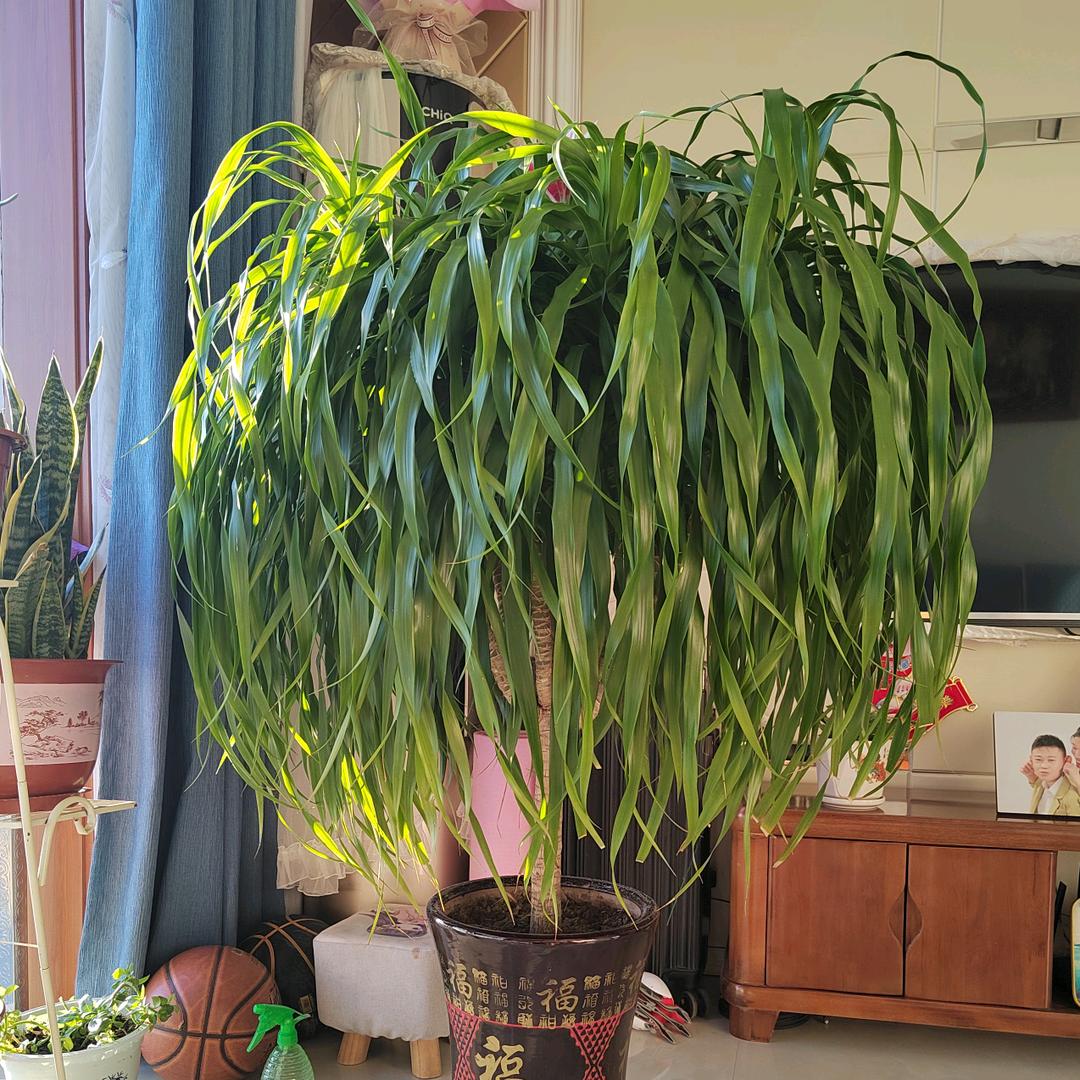 执着