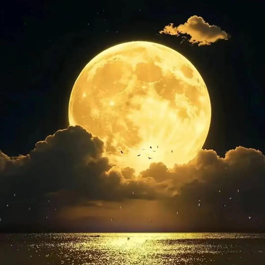 🏀丹总🏀单身