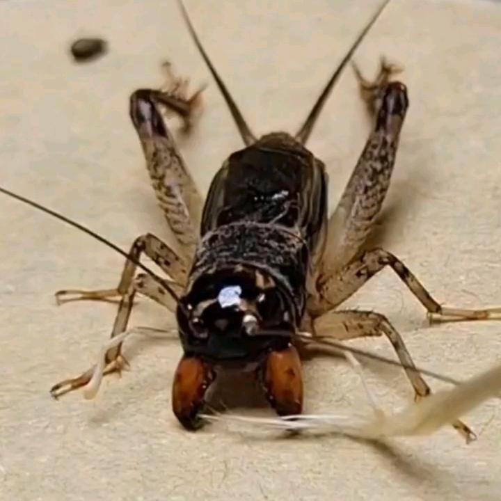 虫王小分队大庆