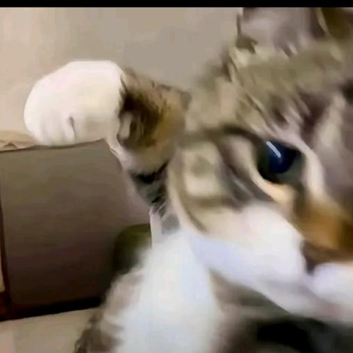 肖申克（巅峰极速）