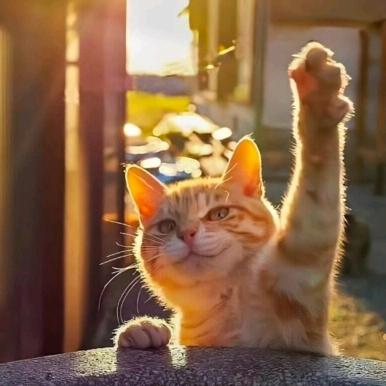 行走的叮当🐱