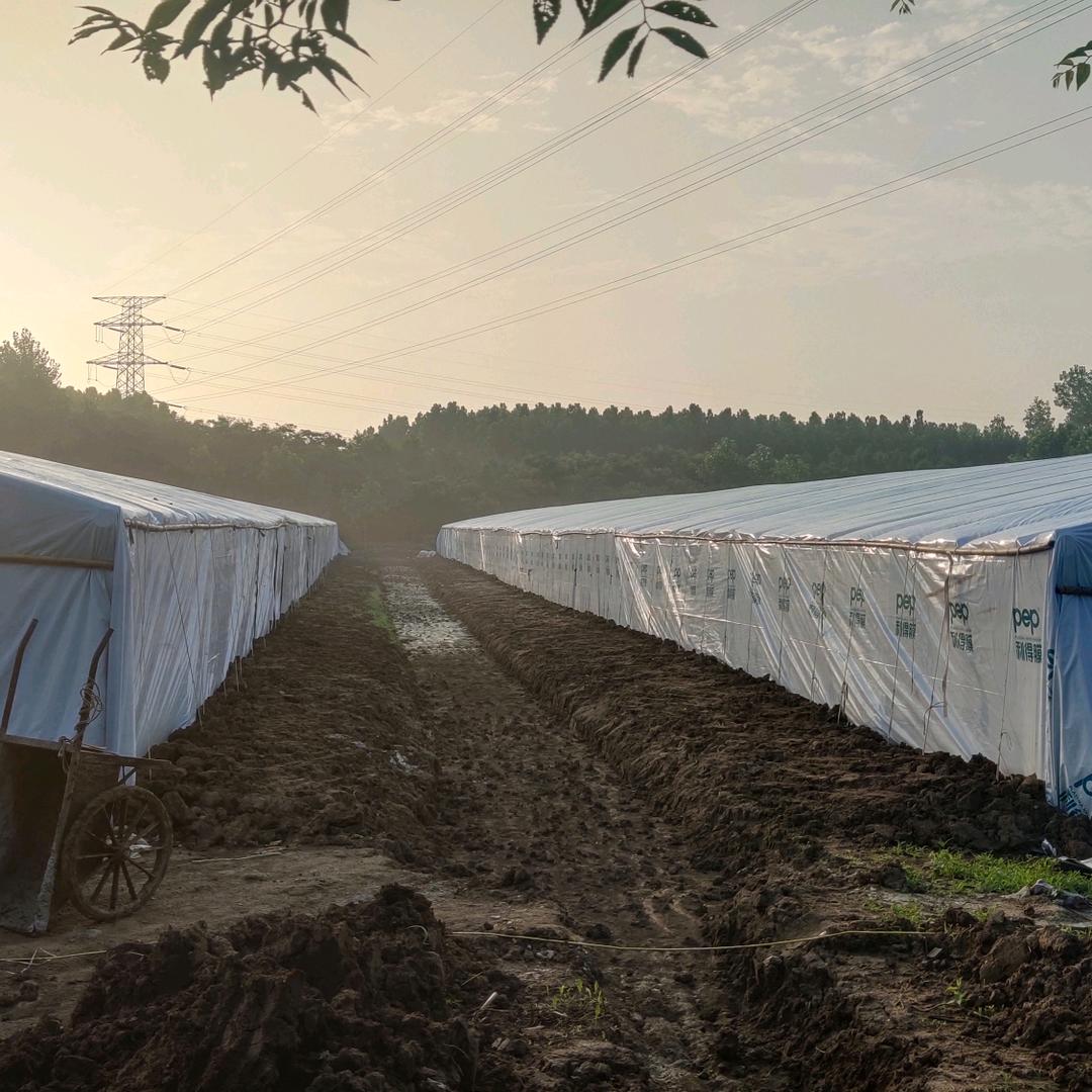 （张强）专业建棚修棚