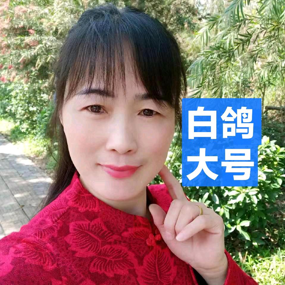 白鸽 大号
