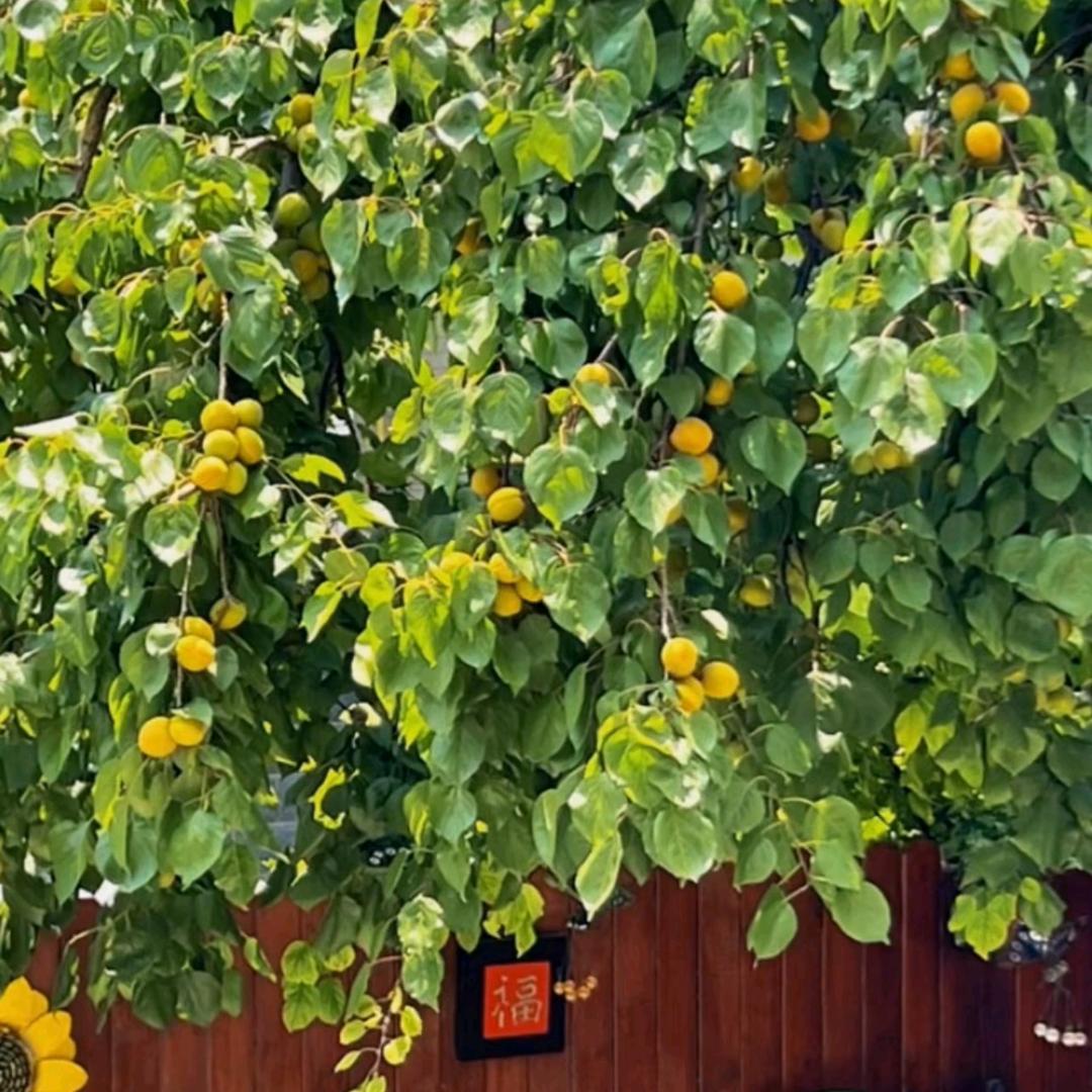 连记潮汕牛肉丸（招学员）