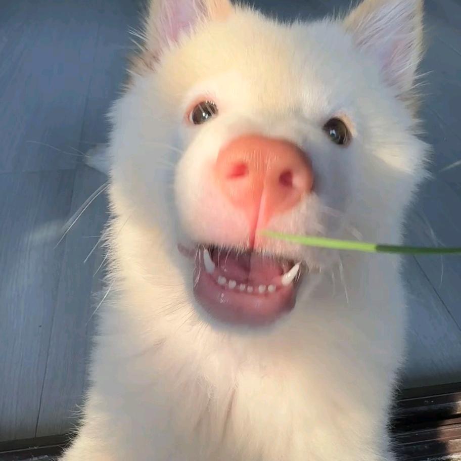 老六不爱看美女