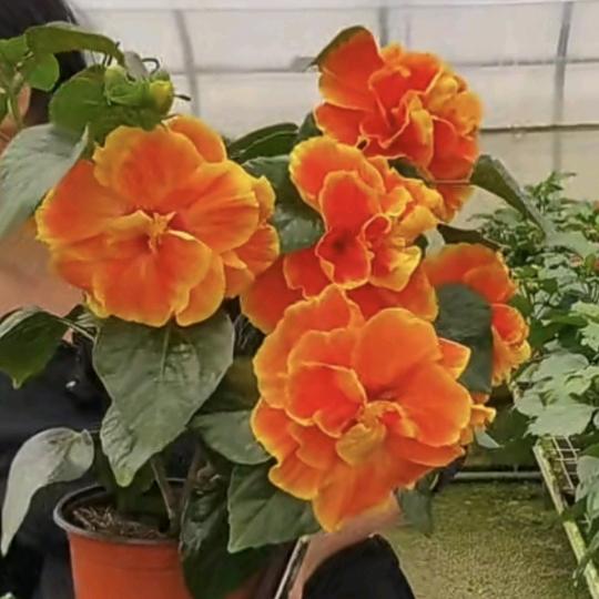 爱尚木槿锦满园花卉