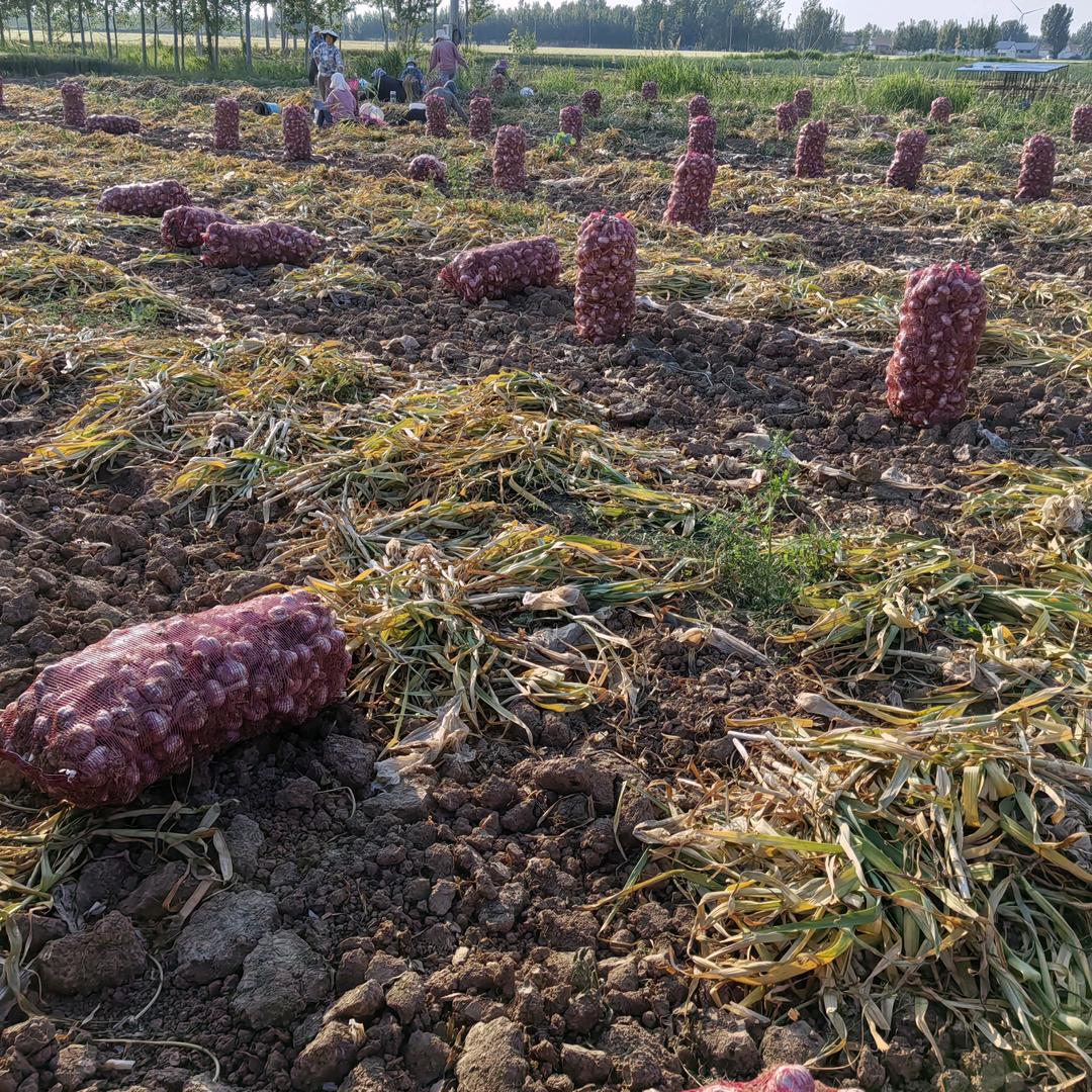商河亿丰园家庭农场大青稞种植基地