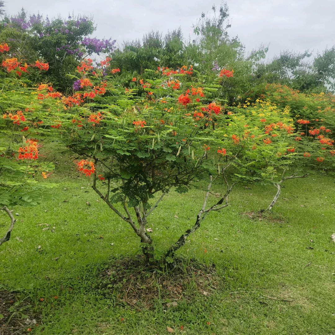 永不言败，28l，8094334330