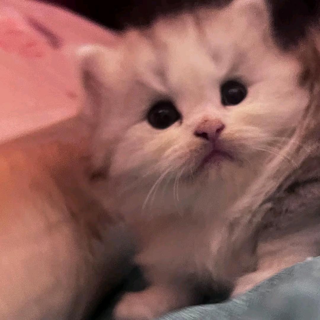 玄学