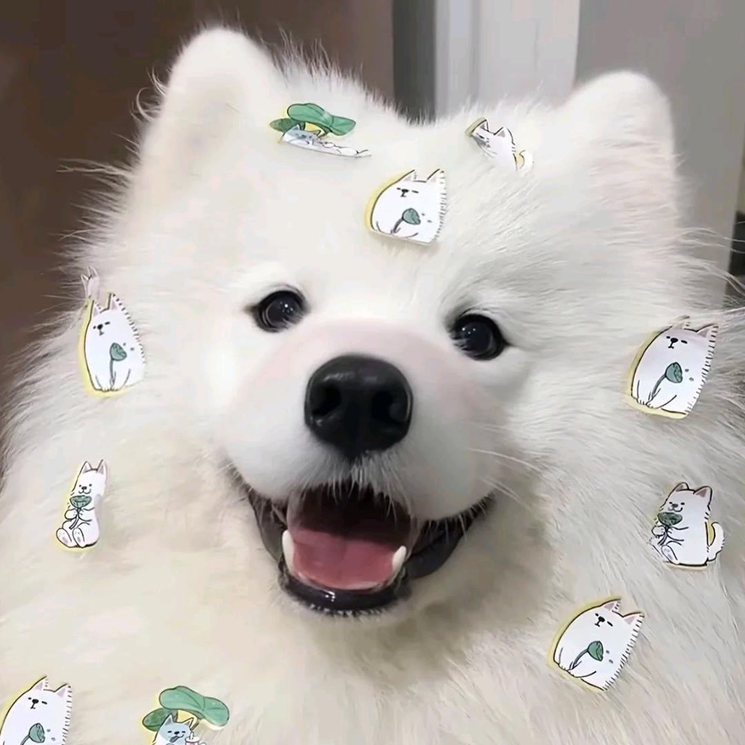 AA济南租房笑笑