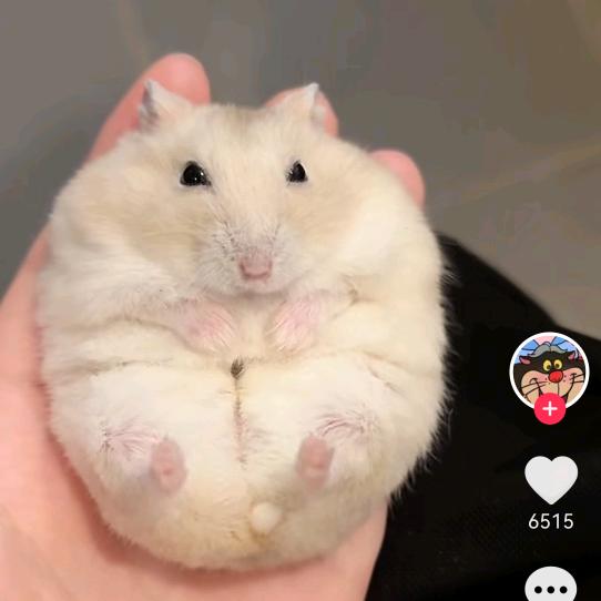 一粒糖