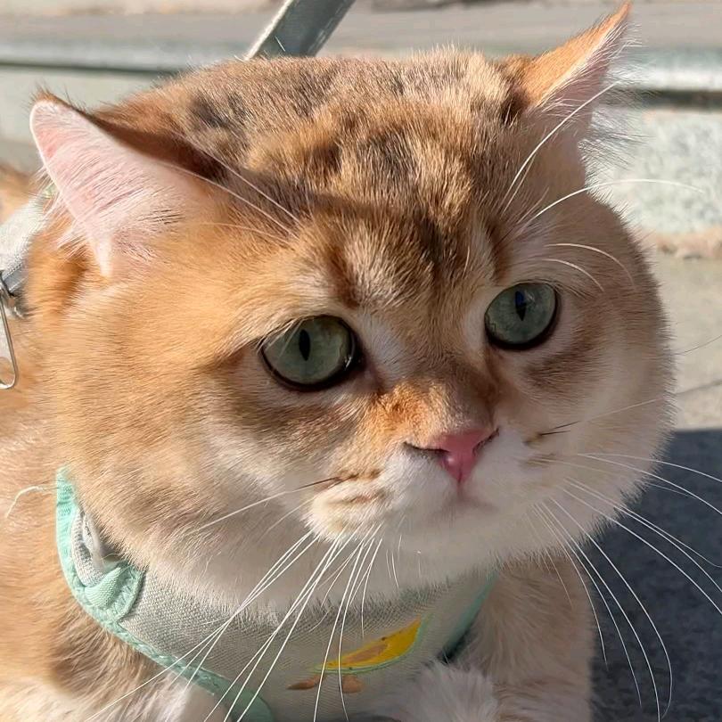 云朵朵宠物食品