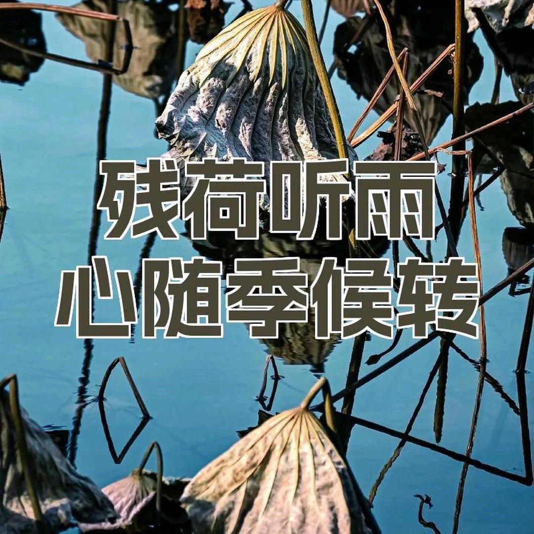 残荷听雨