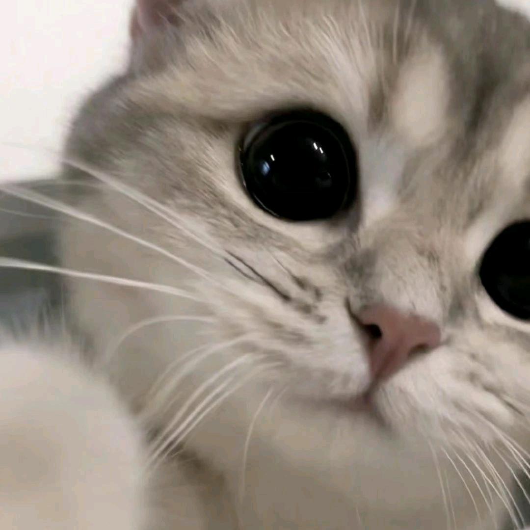 酥眠💤