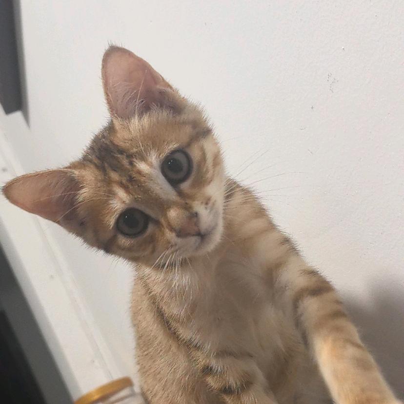 武与伦比～上上签