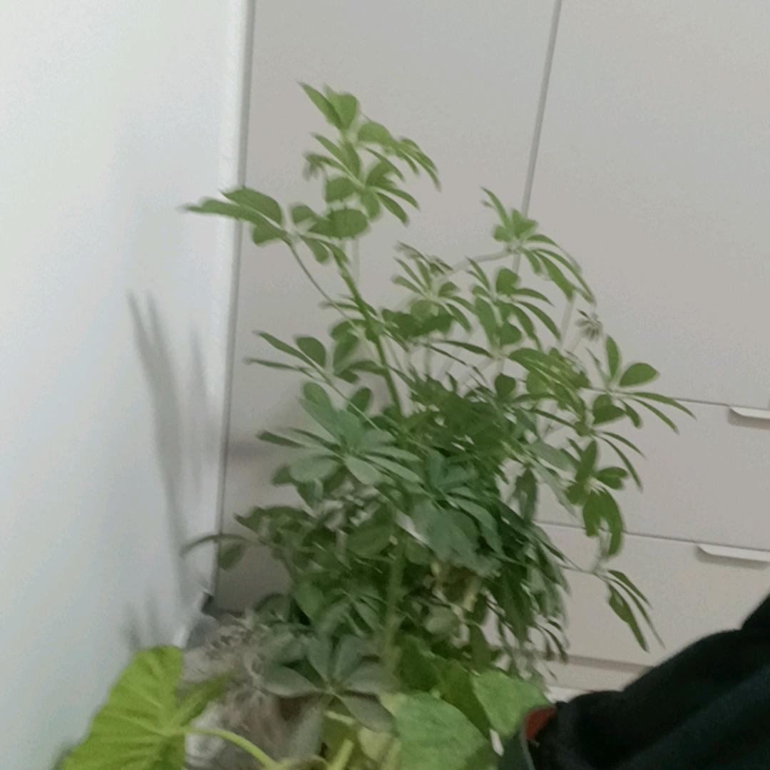 开心快乐