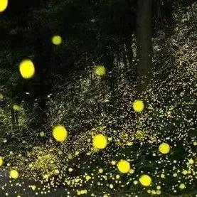 萤火