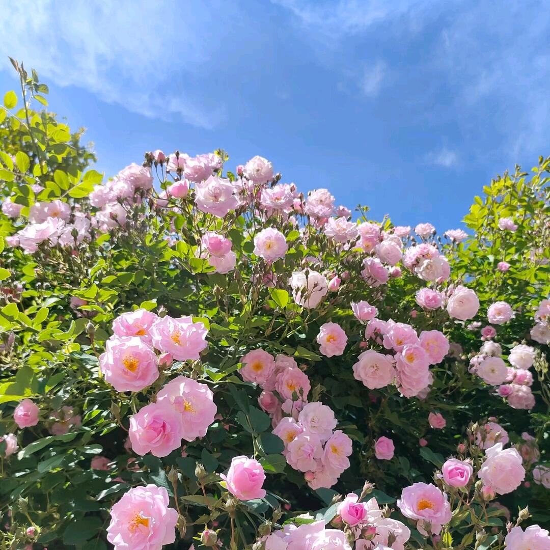 ღ᭄吖💞頭᭄ꪟ🕊💞
