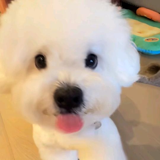 布柯苡