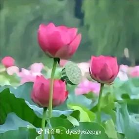幺妹爱跳舞💃