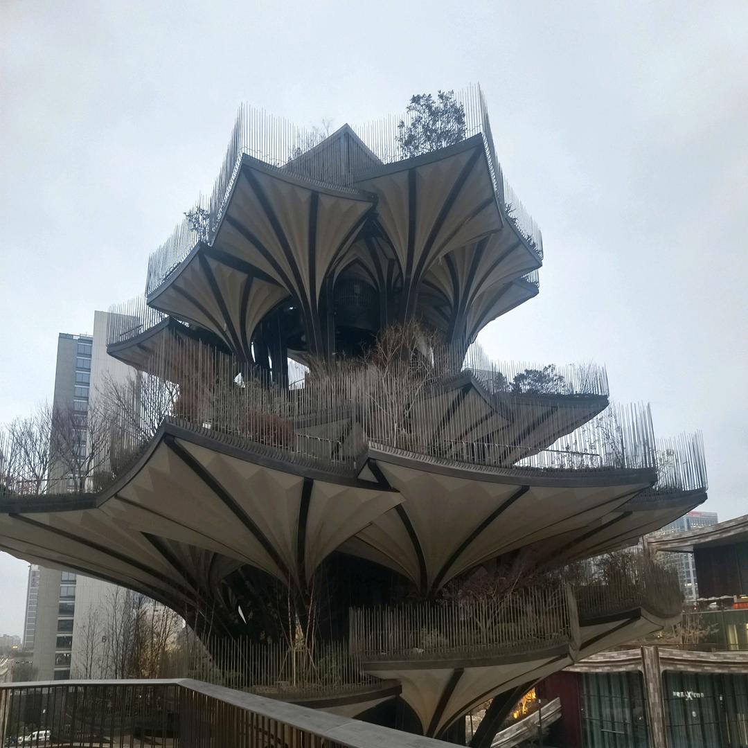 魏来可期