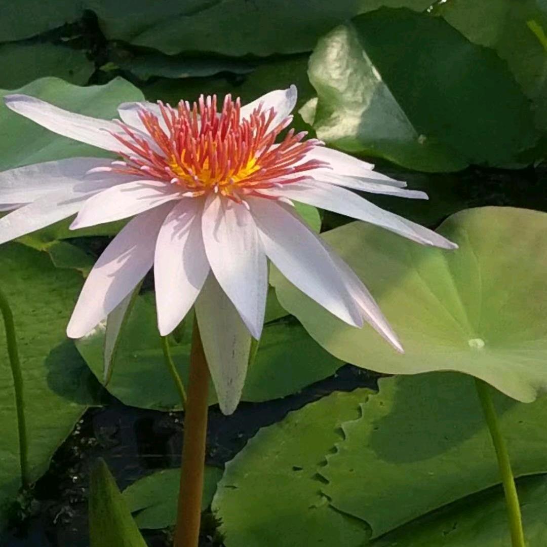 💕ℒℴѵℯ于ۣۖ¹³¹⁴