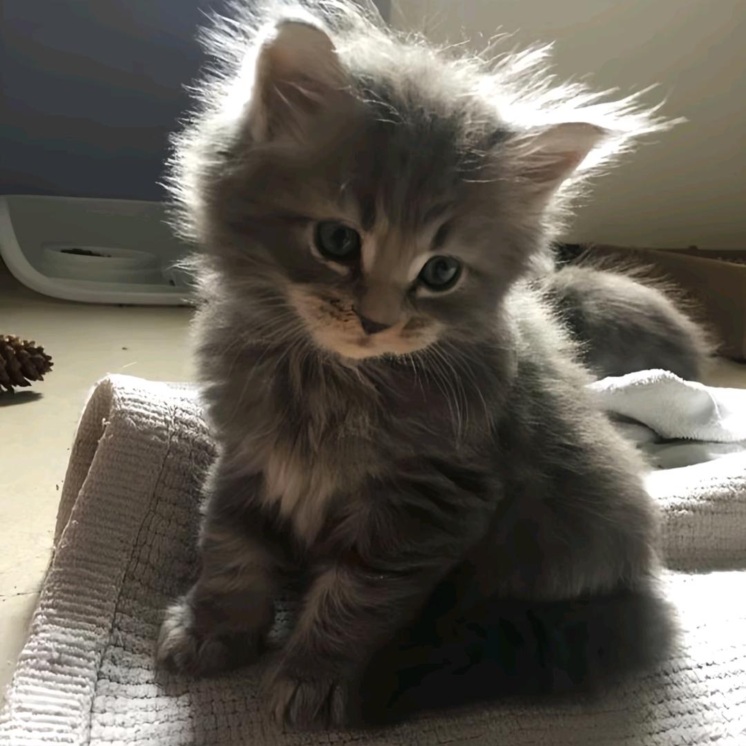 两块五的淀粉肠