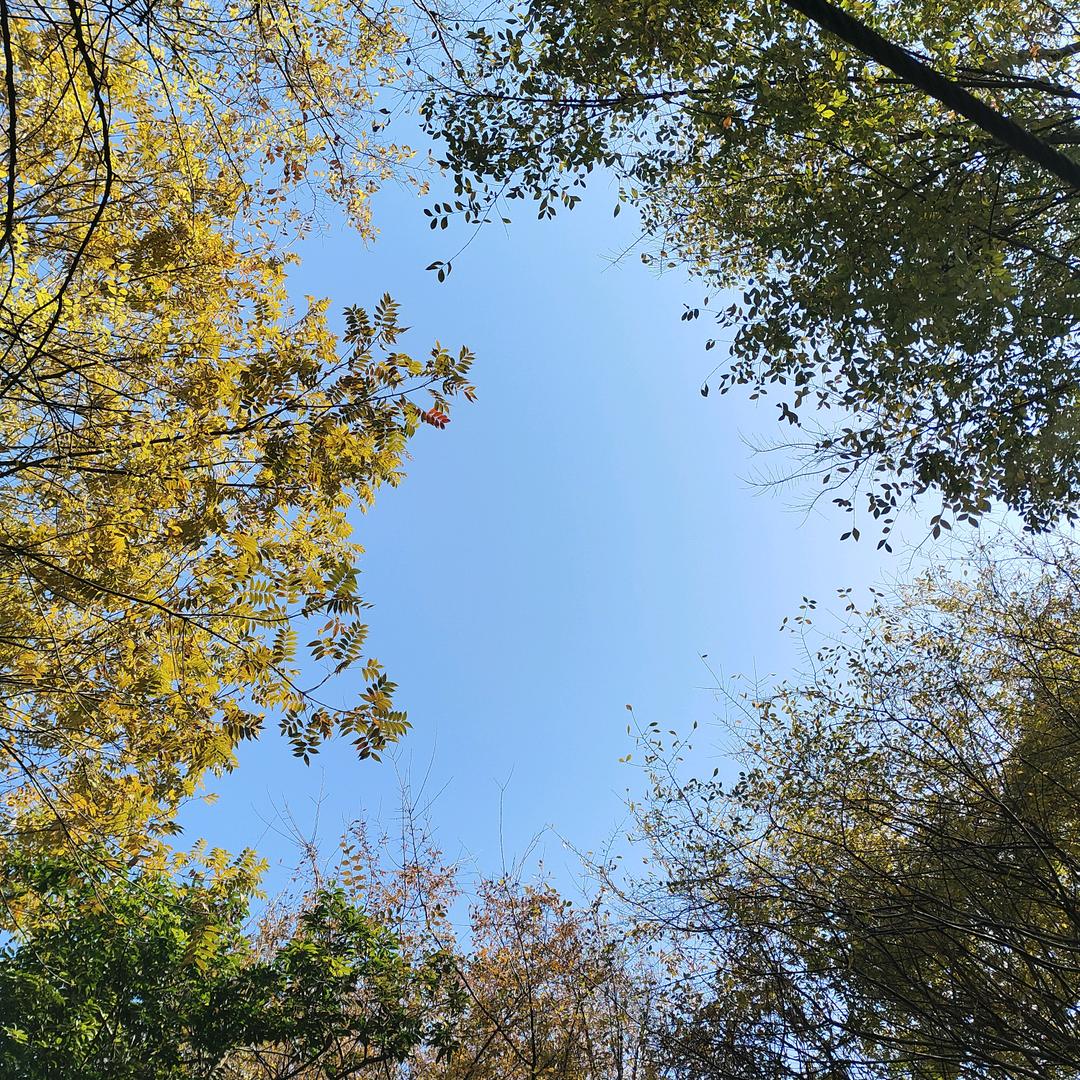 半夏清欢