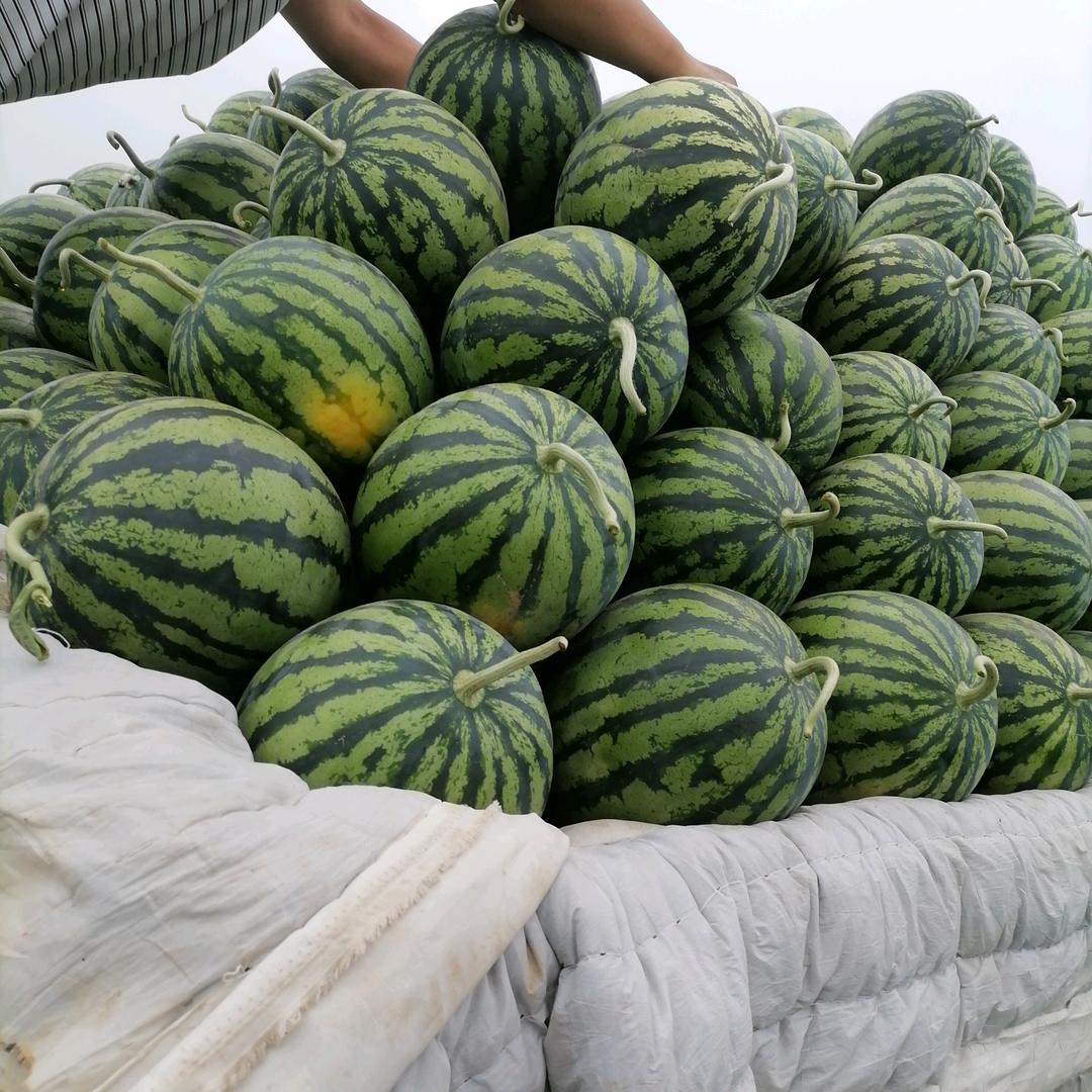 夏宝西瓜老董