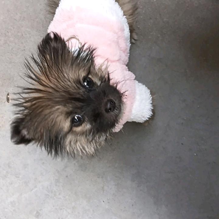 小狗日记簿
