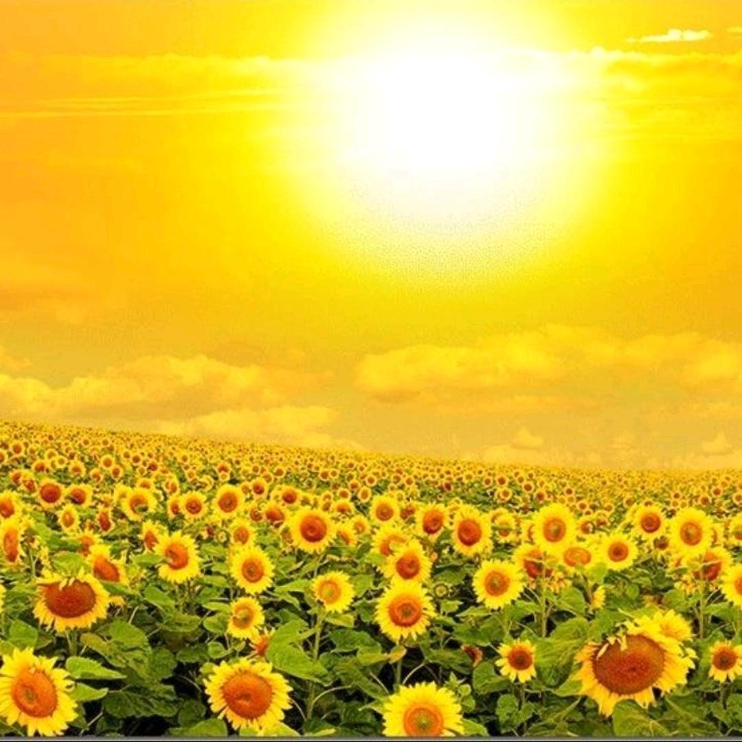 紫荆花☀️☀️☀️☀️☀️☀️☀️☀️☀