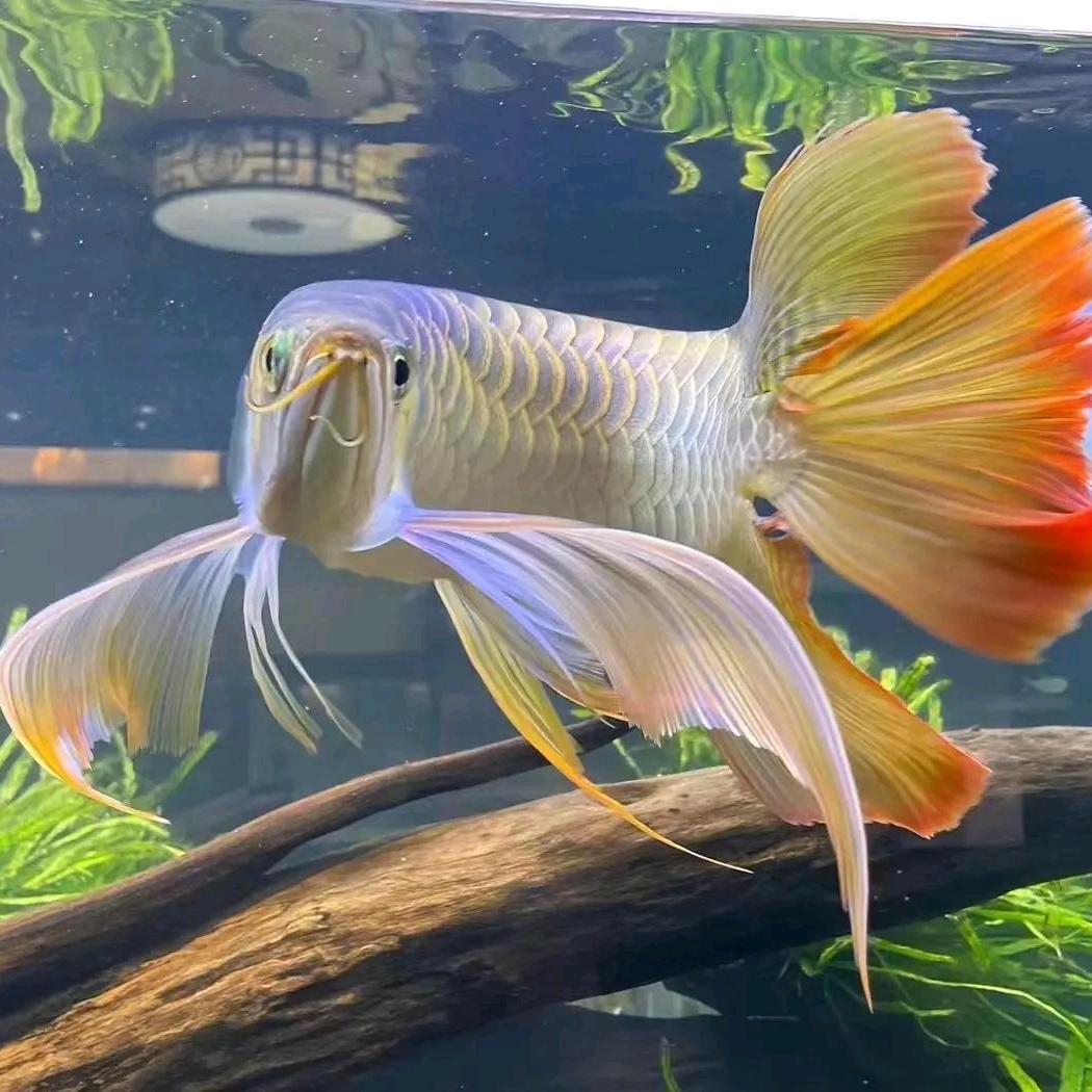 悦悦水族好货店