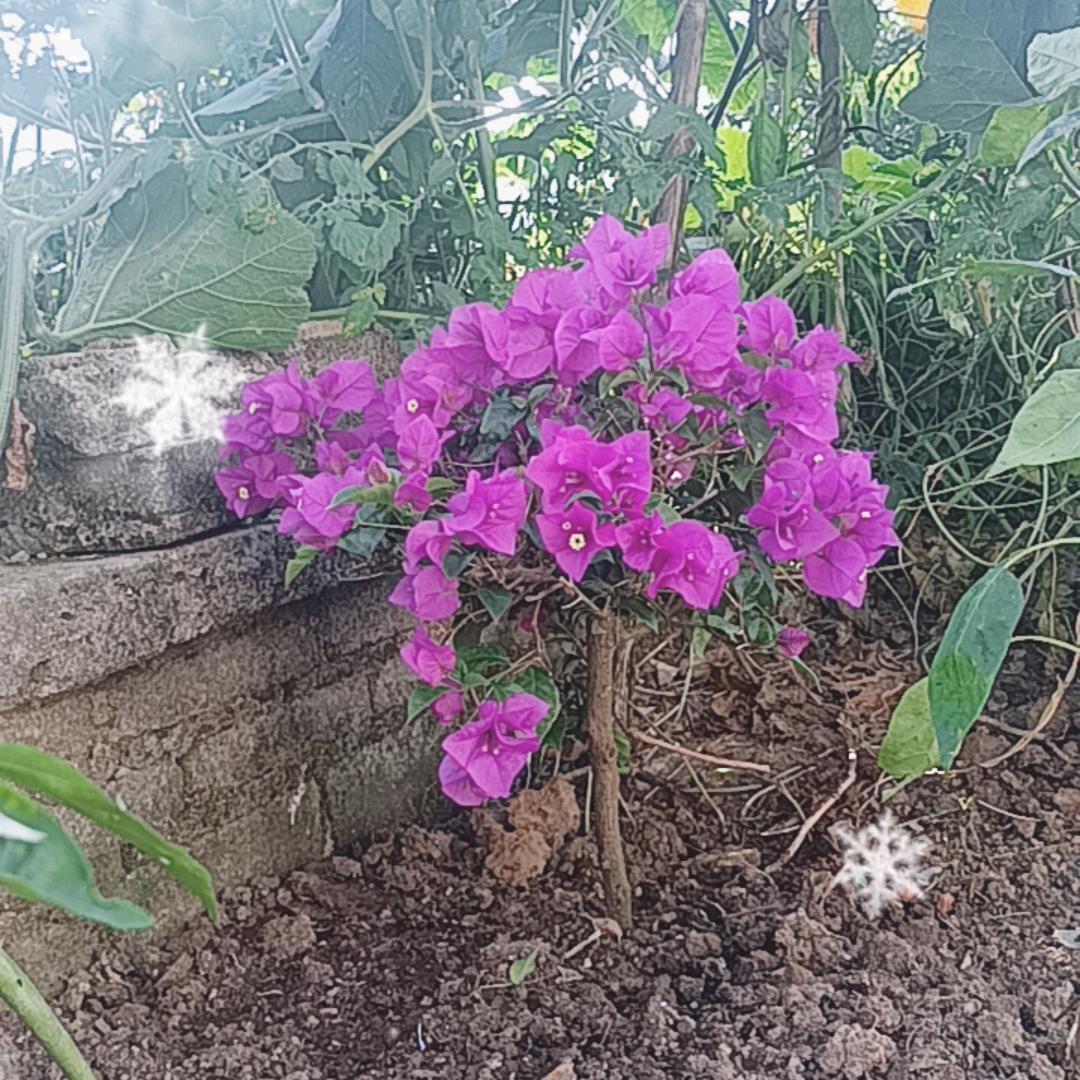 贵州龙哥