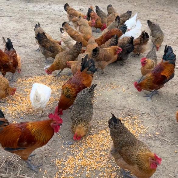 盘龙区沈兴食品店