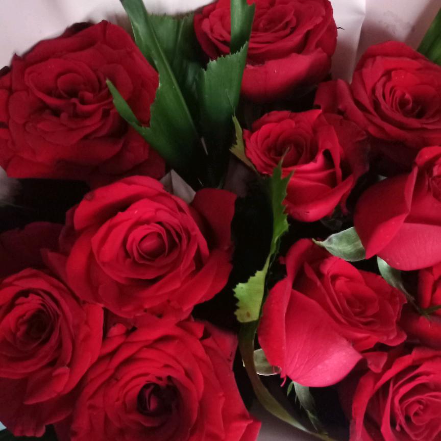 无助的燕子💔💔