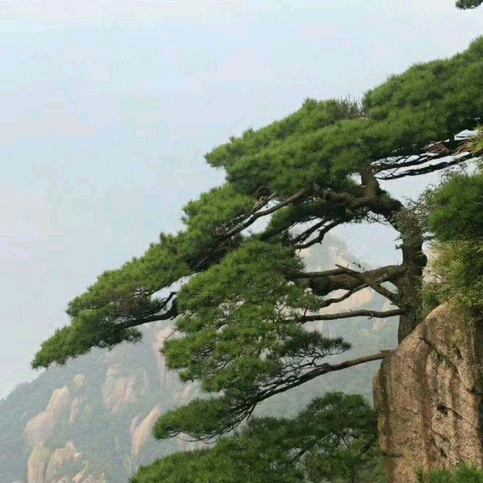 与明同行