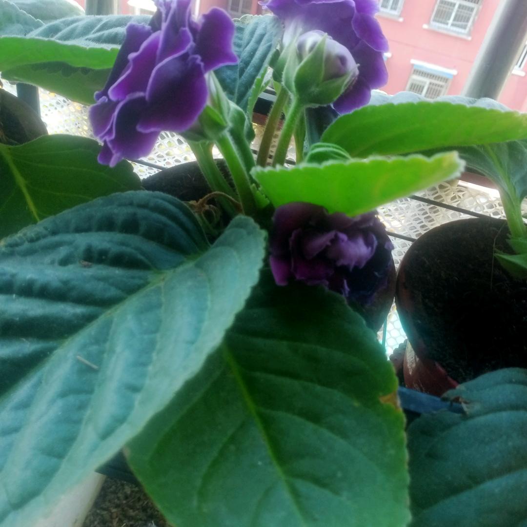 乐观者∽幻想着……$