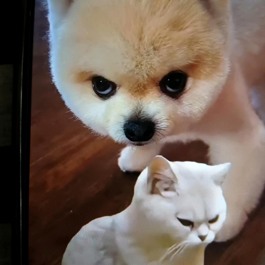 萌萌哒