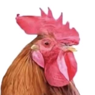 超级大公鸡半夜不睡觉偷叨隔壁家小孩小鸡寄