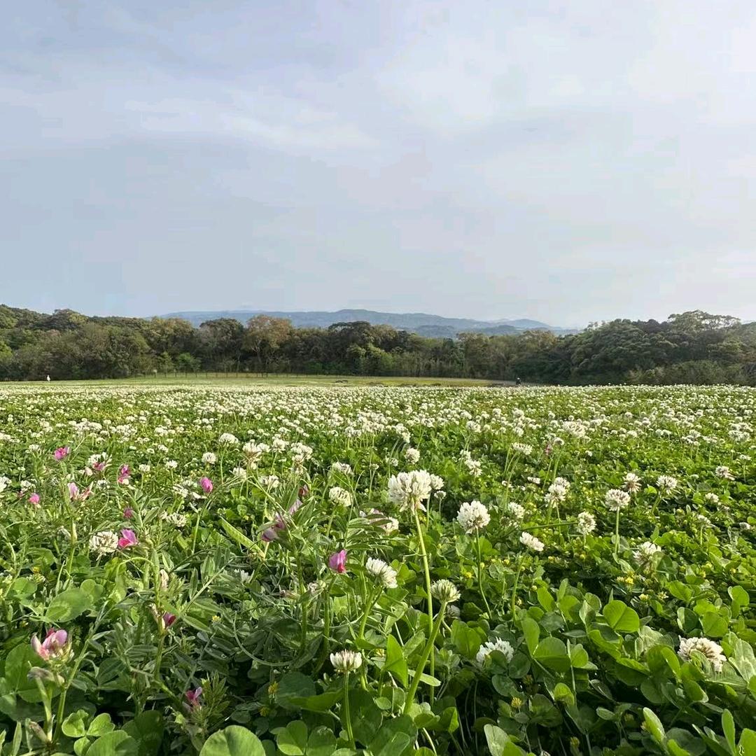 苹果