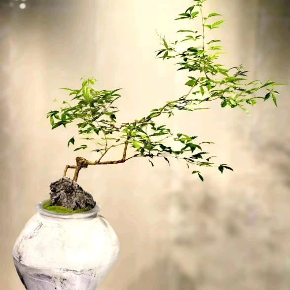 黄荆、燕 山盆景素材