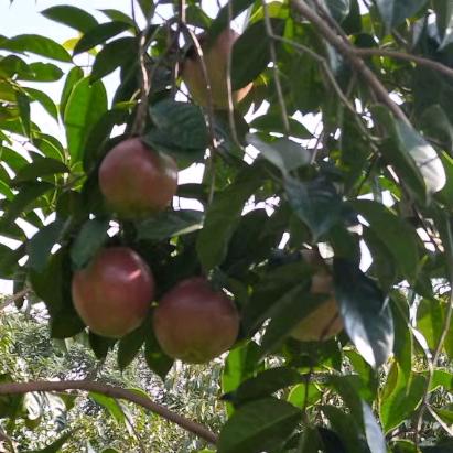 小镇山茶油:林姐
