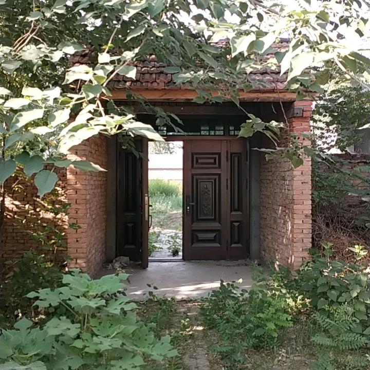河南苍娃