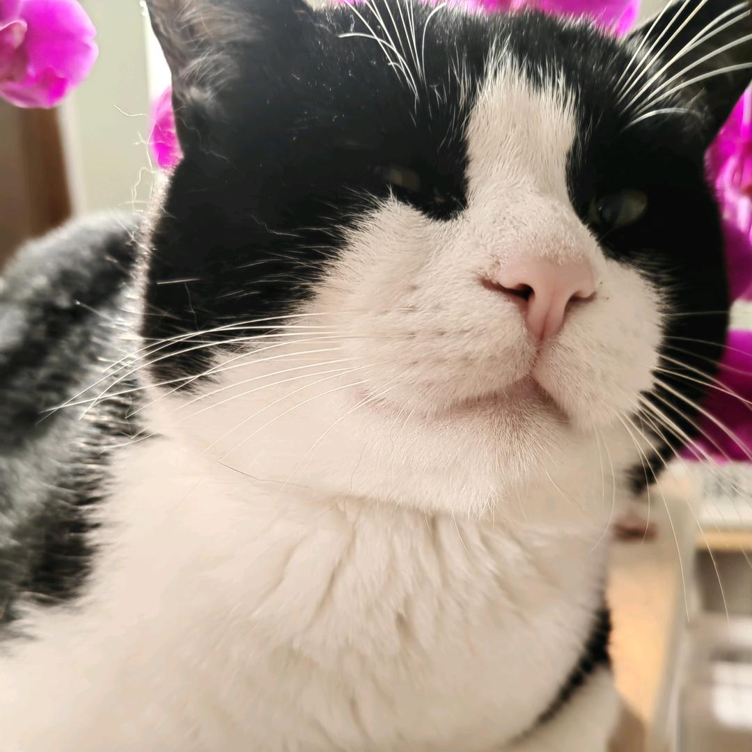 毛毛这只猫♥