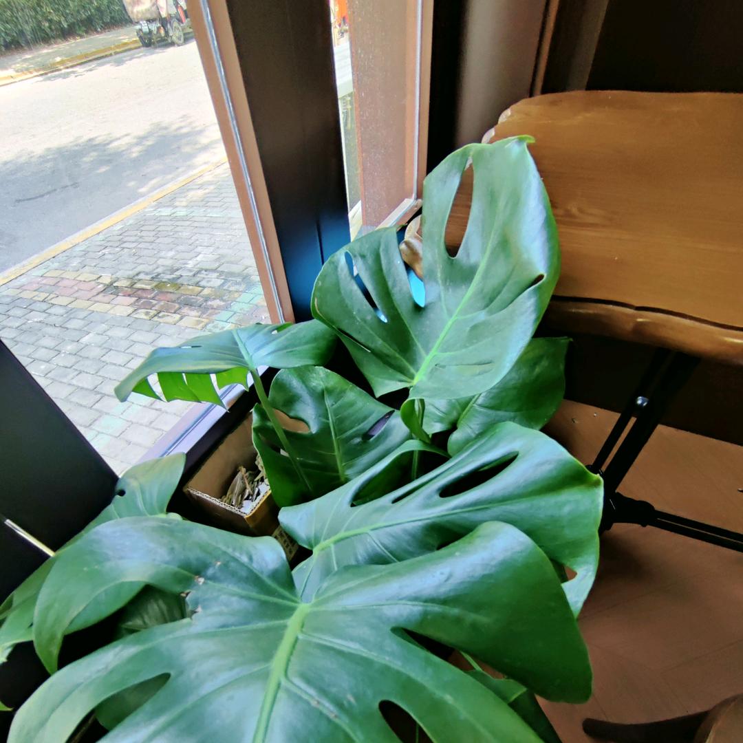 韩饱饱  烤肉拌饭